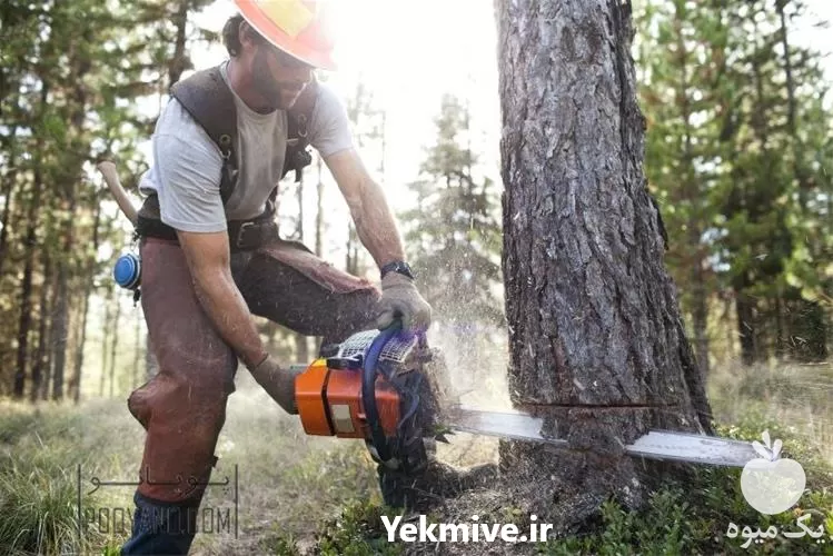 هرس درخت هرس درختان در گروه هرس کاری در یکمیوه -عکس1