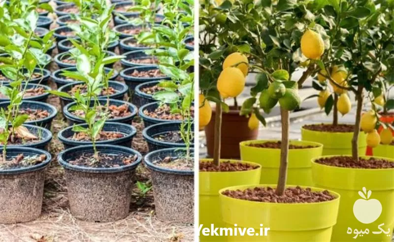 فروش تضمینی انواع نهال میوه مستقیم در گروه خرید و فروش نهال میوه در یکمیوه -عکس1