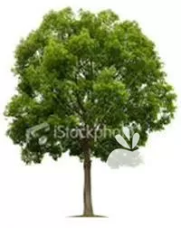 طراحی و اجرای فضای سبز بهاران در گروه سازنده در یکمیوه -عکس1