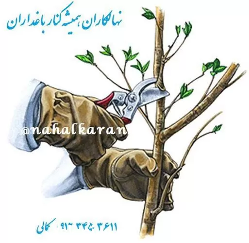 احداث باغ و باغچه در گروه هرس کاری در یکمیوه -عکس1