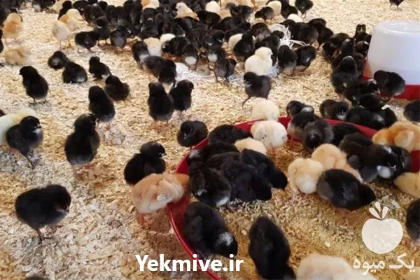 فروش جوجه مرغ بومی در تهران در گروه مرغ و خروس و بوقلمون و اردک قو قاز در یکمیوه -عکس1