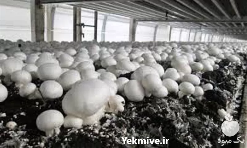 قیمت خرید آموزش تخصصی پرورش قارچ در تهران در گروه دوره آموزش کشاورزی در یکمیوه -عکس1