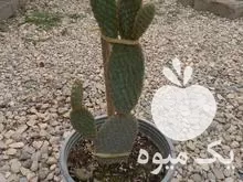 قیمت خرید نهال کاکتوس اپونتیا گوش در ساری در گروه خرید و فروش نهال در یکمیوه -عکس1