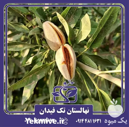 خرید و قیمت نهال بادام تونو در ارومیه در گروه خرید و فروش نهال بادام در یکمیوه -عکس1