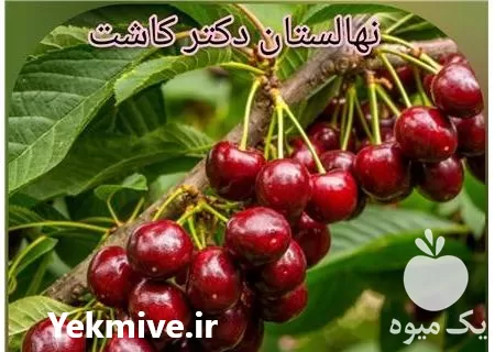 فروش عمده نهال آلبالو مورلو در تهران در گروه خرید و فروش نهال میوه در یکمیوه -عکس1