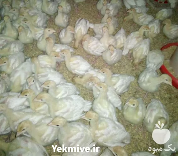 فروش دوره یک روزه آموزش پرورش بوقلمون در اصفهان در گروه دوره آموزش کشاورزی در یکمیوه -عکس1