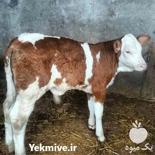 قیمت خرید گوساله پرواری سیمینتال هلشتاین در گروه گاو و گوسفند و میش و بز کهره گوساله در یکمیوه -عکس1
