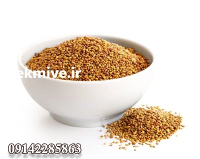 فروش بذر یونجه بغدادی در گروه خرید و فروش بذر یونجه در یکمیوه -عکس1