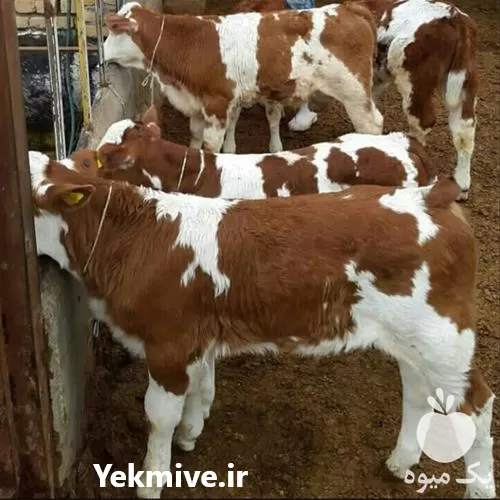 قیمت خرید گوساله در ایلام در گروه گاو و گوسفند و میش و بز کهره گوساله در یکمیوه -عکس1