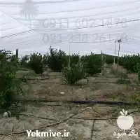 قیمت خرید توری ضد سرما درختان در تهران در گروه خرید و فروش توری گلخانه در یکمیوه