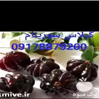 فروش نهال گیلاس سورینام در شیراز در گروه خرید و فروش نهال میوه در یکمیوه