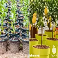 فروش تضمینی انواع نهال میوه مستقیم در گروه خرید و فروش نهال میوه در یکمیوه