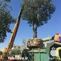 جابه جایی درخت تضمینی در گروه سازنده در یکمیوه