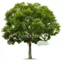 طراحی و اجرای فضای سبز بهاران در گروه سازنده در یکمیوه