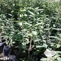 فروش ترون شمشاد در مشهد در گروه خرید و فروش گیاهان زینتی در یکمیوه