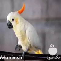 فروش تخم کاکادو تاج زرد نطفه در تهران در گروه انواع تخم ها در یکمیوه