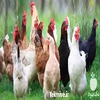 قیمت خرید مرغ بومی تخم گذار در ارومیه در گروه مرغ و خروس و بوقلمون و اردک قو قاز در یکمیوه