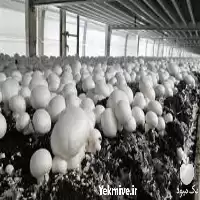 قیمت خرید آموزش تخصصی پرورش قارچ در تهران در گروه دوره آموزش کشاورزی در یکمیوه