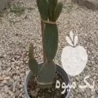 قیمت خرید نهال کاکتوس اپونتیا گوش در ساری در گروه خرید و فروش نهال در یکمیوه