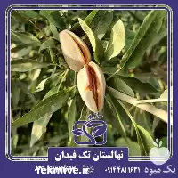 خرید و قیمت نهال بادام تونو در ارومیه در گروه خرید و فروش نهال بادام در یکمیوه