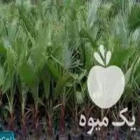فروش نهال پالم واشنگتن در آمل در گروه خرید و فروش نهال در یکمیوه