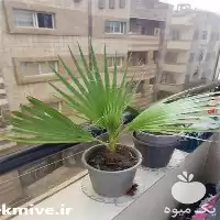 فروش نهال پالم واشنگتنی در گرگان در گروه خرید و فروش نهال در یکمیوه