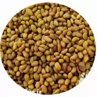 فروش بذر یونجه با خلوص درصد در اصفهان در گروه خرید و فروش بذر یونجه در یکمیوه