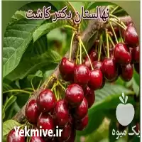 فروش عمده نهال آلبالو مورلو در تهران در گروه خرید و فروش نهال میوه در یکمیوه