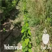 قیمت خرید نهال درخت پالونیا در مشهد در گروه خرید و فروش نهال درخت در یکمیوه