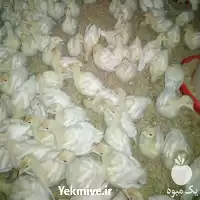 فروش دوره یک روزه آموزش پرورش بوقلمون در اصفهان در گروه دوره آموزش کشاورزی در یکمیوه