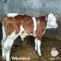 قیمت خرید گوساله پرواری سیمینتال هلشتاین در گروه گاو و گوسفند و میش و بز کهره گوساله در یکمیوه
