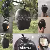 قیمت خرید نهال سیب سیاه در مشهد در گروه خرید و فروش نهال میوه در یکمیوه