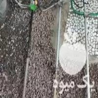 تراش باغ با دستگاه علفتراش در گروه خدمات باغبانی در یکمیوه