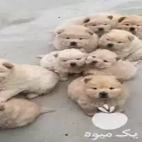 قیمت خرید عمده چاوچاو در کرج در البرز در گروه سگ و گربه در یکمیوه