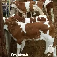 قیمت خرید گوساله در ایلام در گروه گاو و گوسفند و میش و بز کهره گوساله در یکمیوه