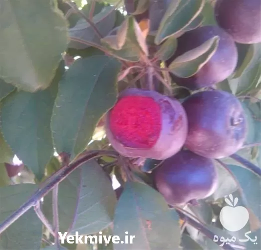 فروش نهال سیب تو سرخ سیب در مشهد در گروه خرید و فروش نهال میوه در یکمیوه -عکس1