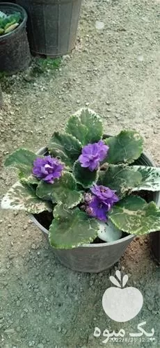 فروش خرید لوازم تراریوم در همدان در گروه خرید و فروش گیاهان زینتی در یکمیوه -عکس1