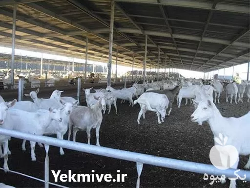 فروش بزغاله سانن بز بزغاله فرانسوی در اصفهان در گروه گاو و گوسفند و میش و بز کهره گوساله در یکمیوه -عکس1