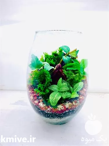 فروش عرضه و پخش تراریوم در همدان در گروه خرید و فروش گیاهان زینتی در یکمیوه -عکس1