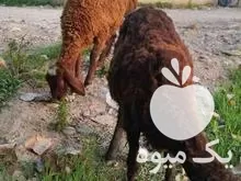 فروش گوسفند نر ماده افشار در گروه گاو و گوسفند و میش و بز کهره گوساله در یکمیوه -عکس1