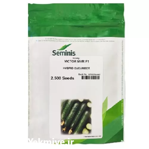 قیمت خرید بذر خیار پر محصول در کرج در گروه خرید و فروش بذر خیار در یکمیوه -عکس1