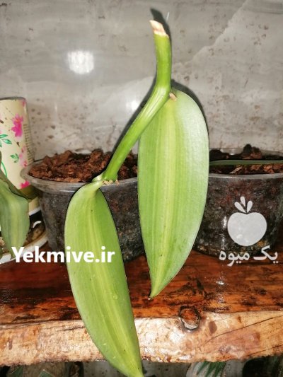 کسب درآمد با پرورش گیاه وانیل در اقلید در گروه دوره آموزش کشاورزی در یکمیوه -عکس1