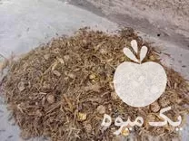 فروش علوفه ذرت کشت اول در بستان آباد در گروه خوراک دام و طیور در یکمیوه -عکس1