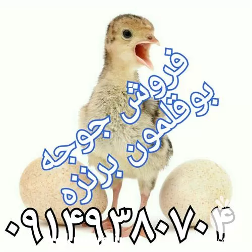 فروش جوجه بوقلمون برنزی در ارومیه در گروه مرغ و خروس و بوقلمون و اردک قو قاز در یکمیوه -عکس1