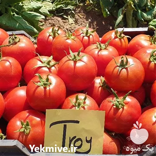 فروش بذر گوجه فرنگی تروی تایلند در تهران در گروه خرید و فروش بذر گوجه در یکمیوه -عکس1