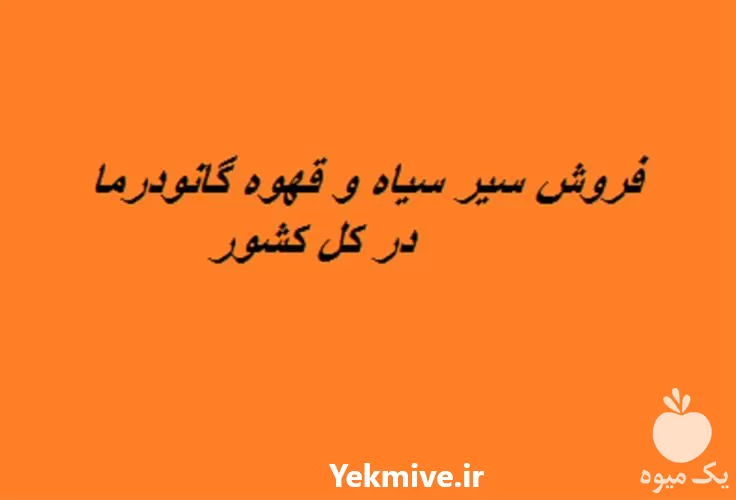 قیمت خرید سیر سیاه قهوه گانودرما در شیراز در گروه خرید و فروش سیر در یکمیوه -عکس1