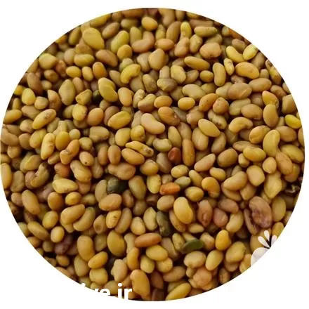 فروش بذر یونجه با خلوص درصد در اصفهان در گروه خرید و فروش بذر یونجه در یکمیوه -عکس1