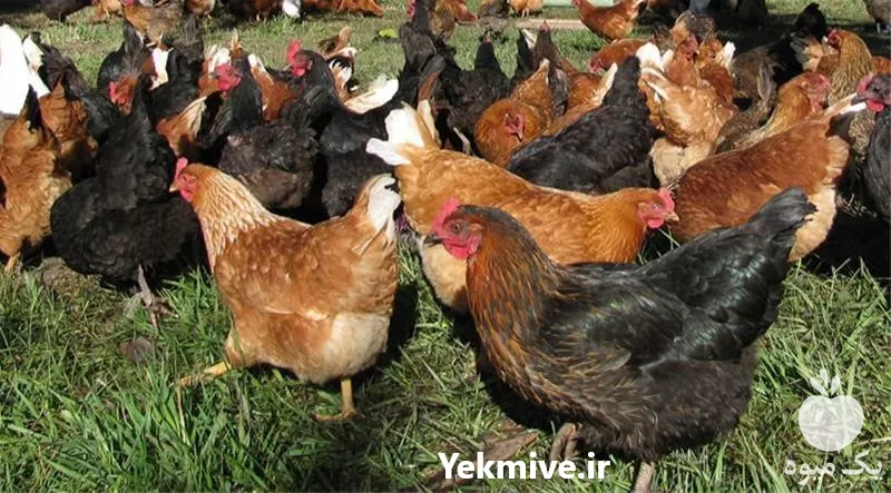 قیمت خرید مرغ تخم گذار بومی در ارومیه در گروه مرغ و خروس و بوقلمون و اردک قو قاز در یکمیوه -عکس1