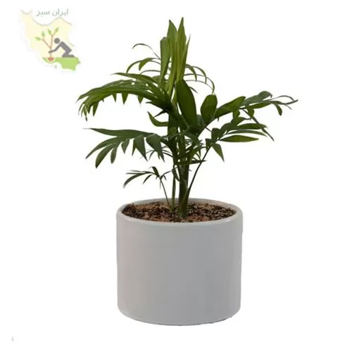 فروش شامادورا گلدان سرامیکی در تهران در گروه خرید و فروش گیاهان زینتی در یکمیوه -عکس1
