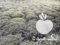 هرس زمین و باغ در گروه هرس کاری در یکمیوه -عکس1